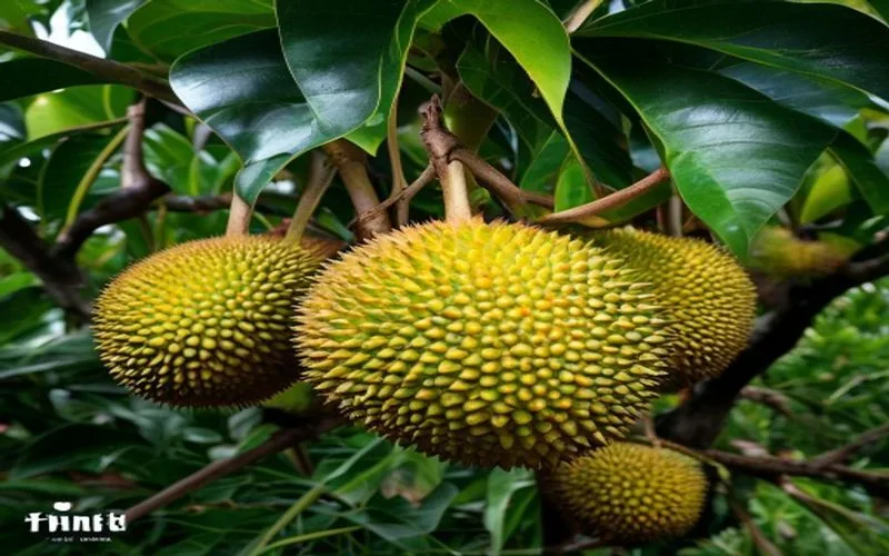 Trái cây Lái Thiêu — 2
